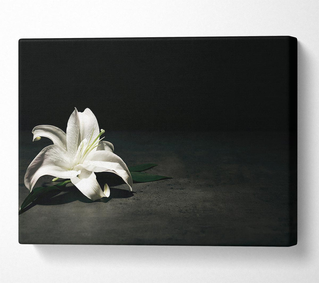  A Canvas Print of White lilly on the floor Canvas Art