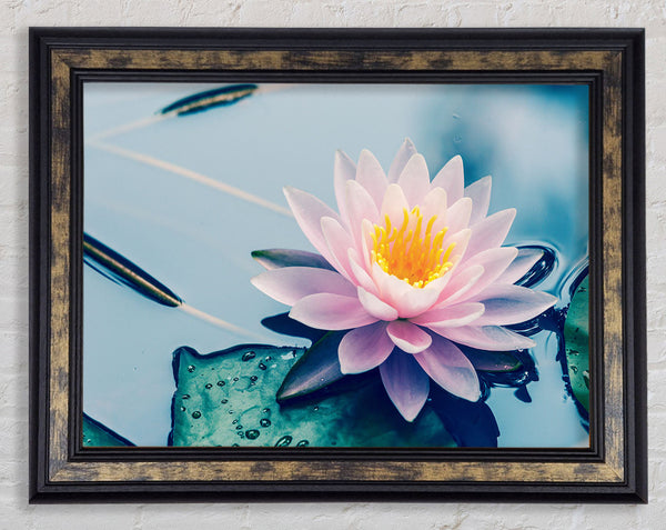 Lotus on the lake close up Framed Print