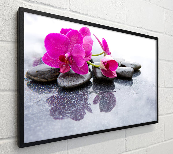 Pink orchid on the rocks