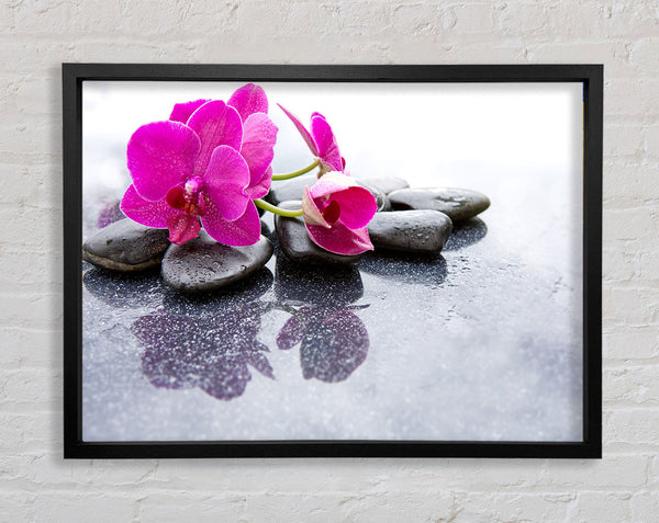 Pink orchid on the rocks Framed Print