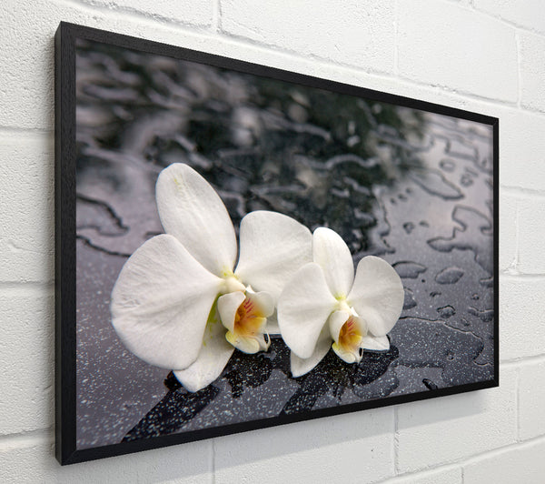 Orchid heads in water