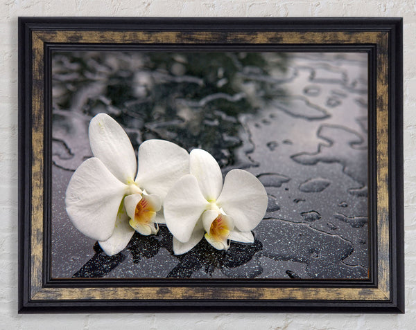 Orchid heads in water Framed Print