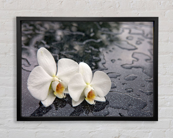 Orchid heads in water Framed Print