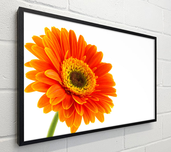 Gorgeous orange gerbera