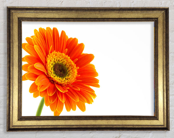 Gorgeous orange gerbera Framed Print
