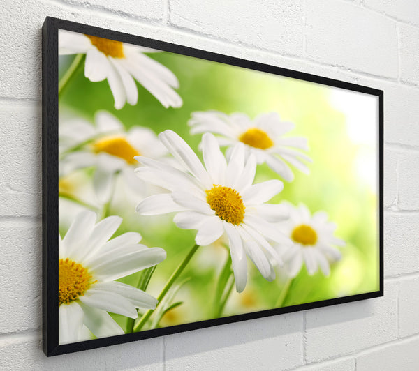 Daisies up close glowing