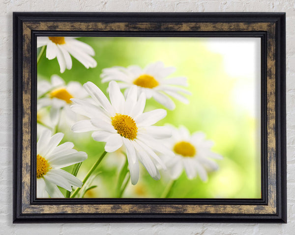 Daisies up close glowing Framed Print
