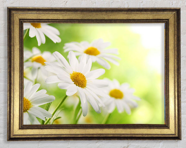 Daisies up close glowing Framed Print