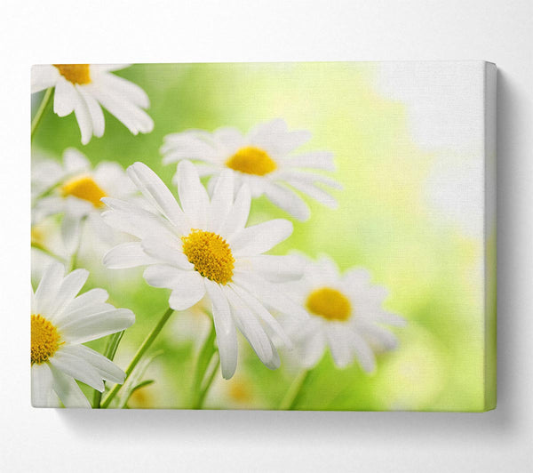 A Canvas Print of Daisies up close glowing Canvas Art