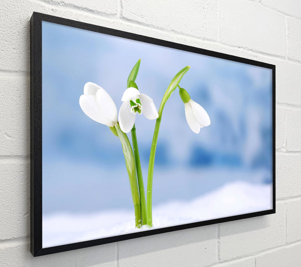White snowdrops in the snow
