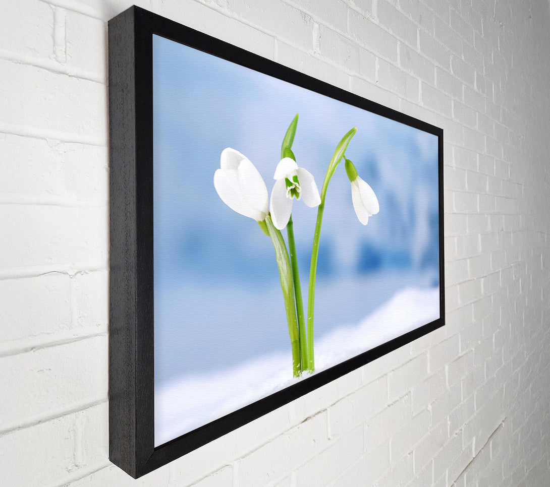  A Canvas Print of White snowdrops in the snow Canvas Art