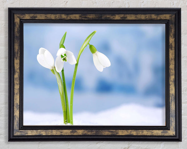 White snowdrops in the snow Framed Print