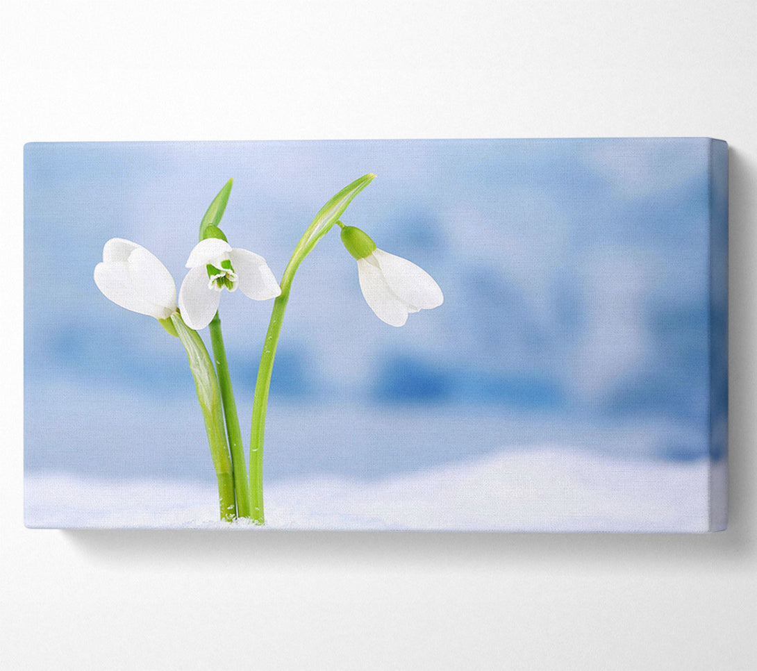  A Canvas Print of White snowdrops in the snow Canvas Art