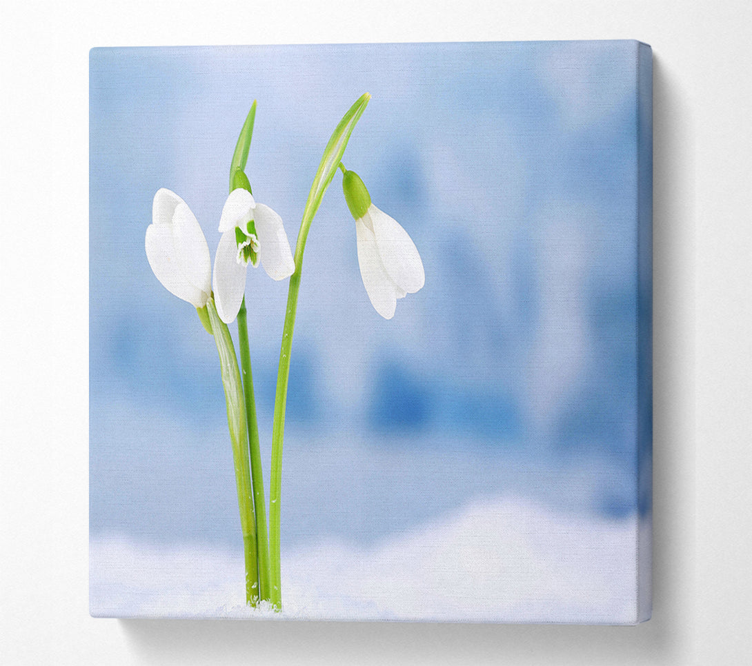  A Canvas Print of White snowdrops in the snow Canvas Art