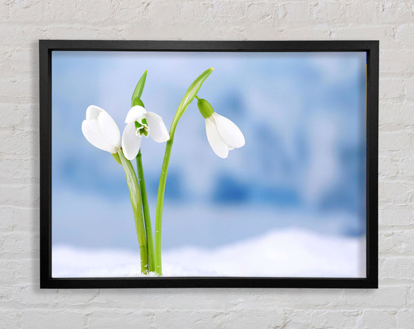 White snowdrops in the snow Framed Print