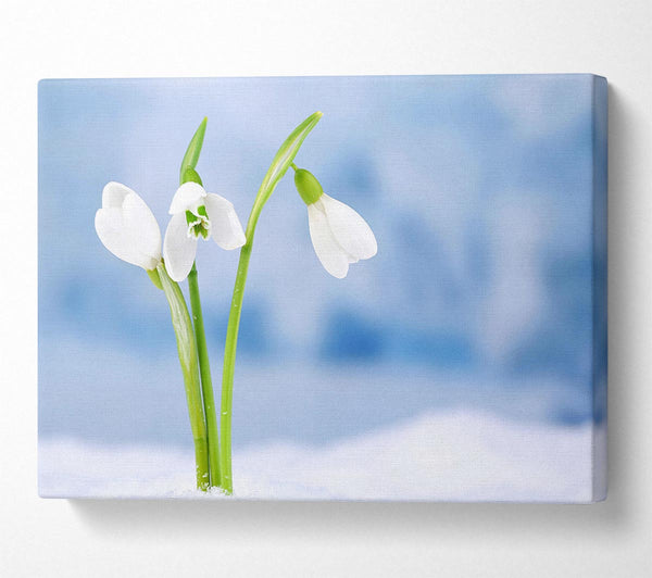  A Canvas Print of White snowdrops in the snow Canvas Art