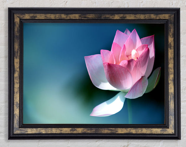 Pink flower in detail Framed Print