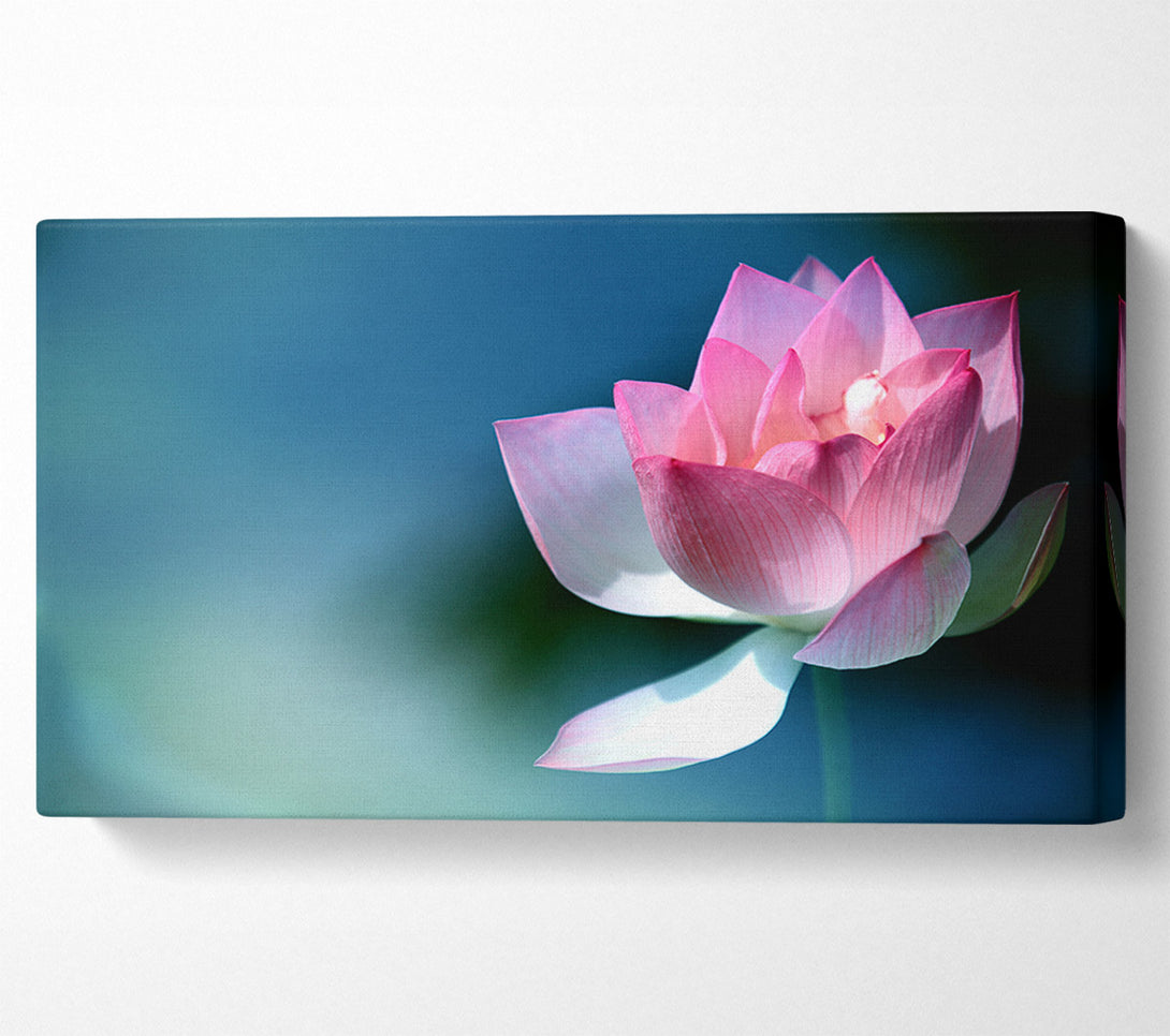  A Canvas Print of Pink flower in detail Canvas Print