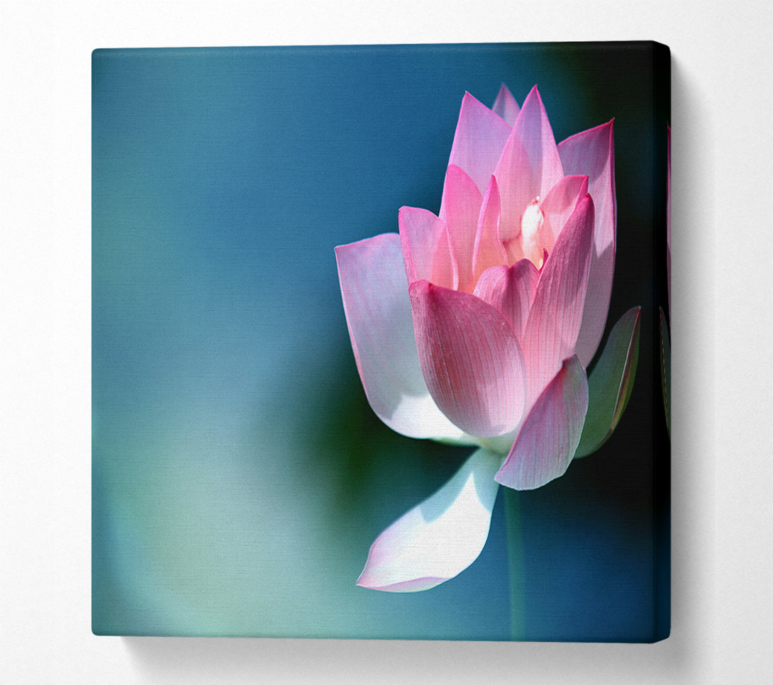  A Canvas Print of Pink flower in detail Canvas Print