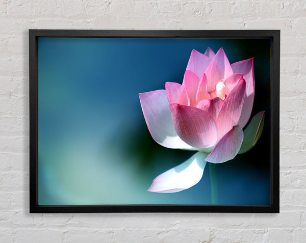 Pink flower in detail Framed Print