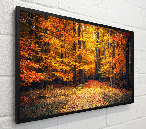 Orange woods in the autumn