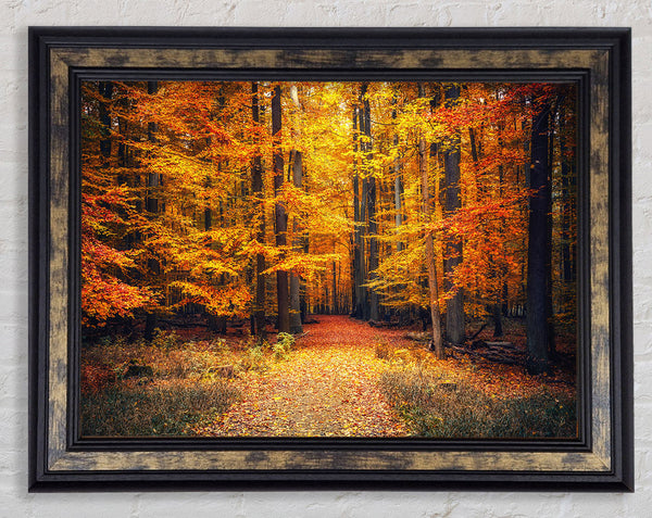 Orange woods in the autumn Framed Print