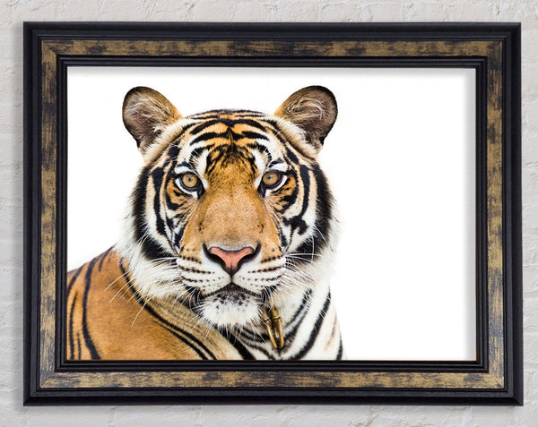 Tiger staring at the camera Framed Print