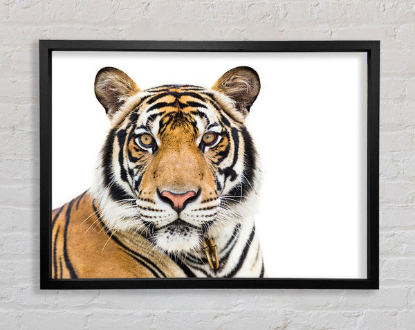 Tiger staring at the camera Framed Print