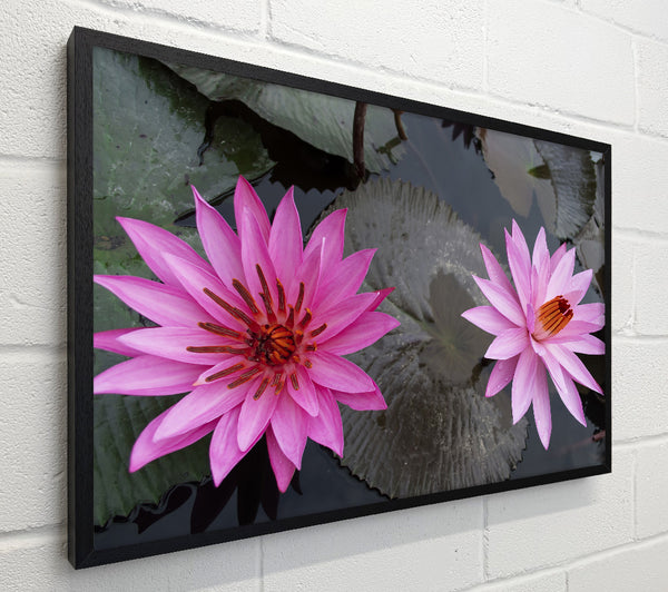 Pink flowers in the lake