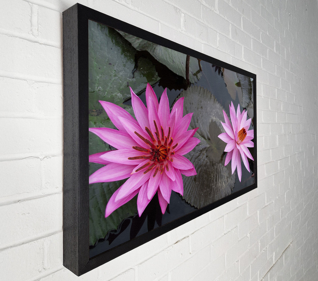  A Canvas Print of Pink flowers in the lake Canvas Print