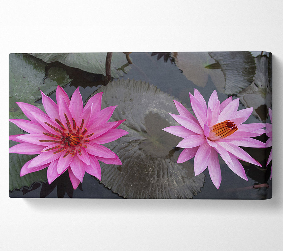  A Canvas Print of Pink flowers in the lake Canvas Print