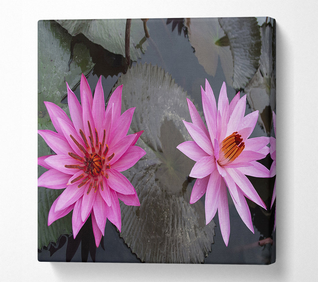  A Canvas Print of Pink flowers in the lake Canvas Print