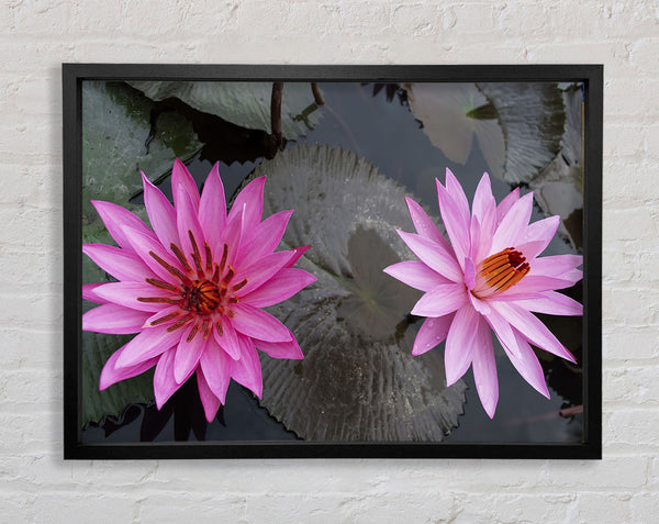 Pink flowers in the lake Framed Print