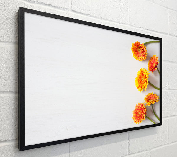 Orange Gerberas laid out