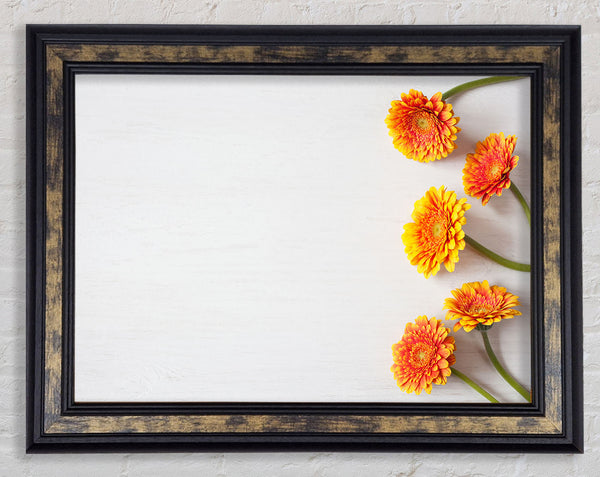 Orange Gerberas laid out Framed Print