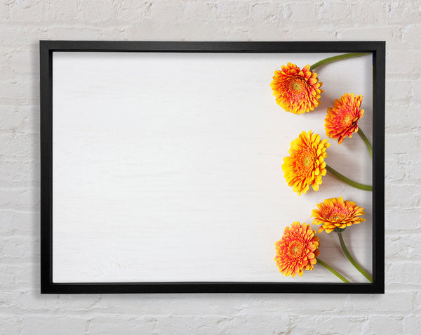 Orange Gerberas laid out Framed Print