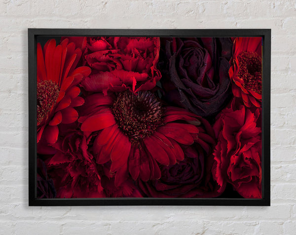 Red dying flowers Framed Print