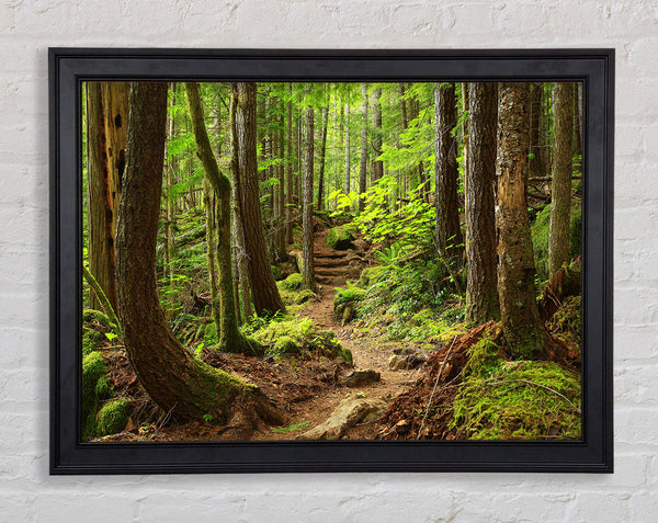 Green up hill forest walk Framed Print