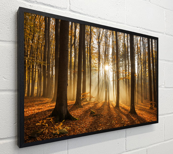 Sunbeam forest in the misty hues