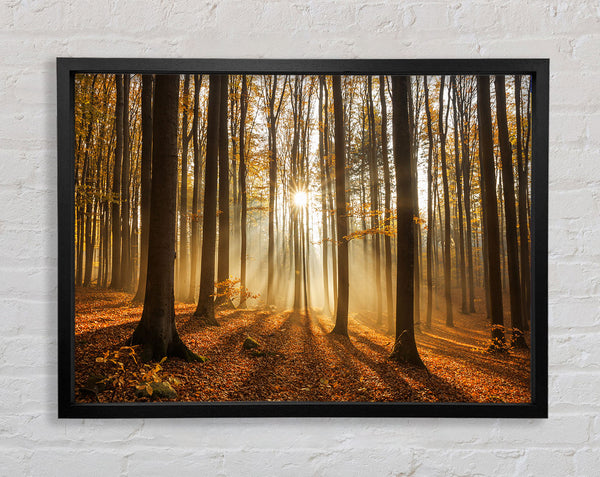 Sunbeam forest in the misty hues Framed Print