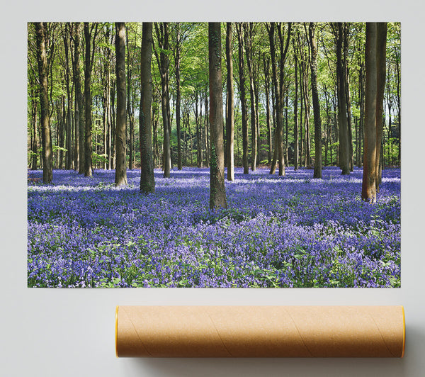 Beautiful Purple Flowers In The Woods Poster