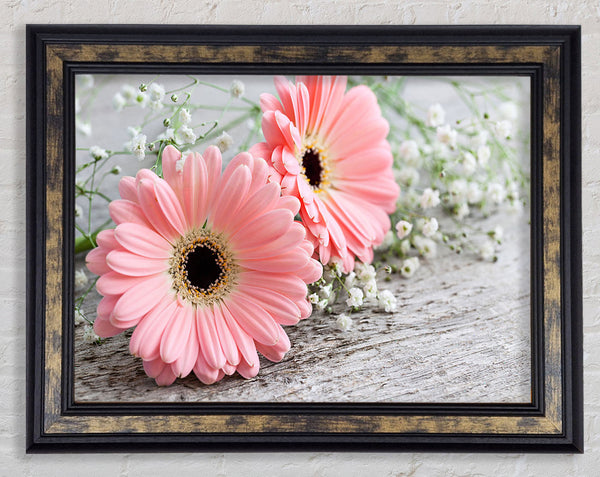 Pink gerbera laying down close Framed Print