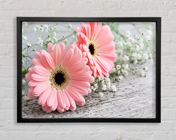 Pink gerbera laying down close Framed Print
