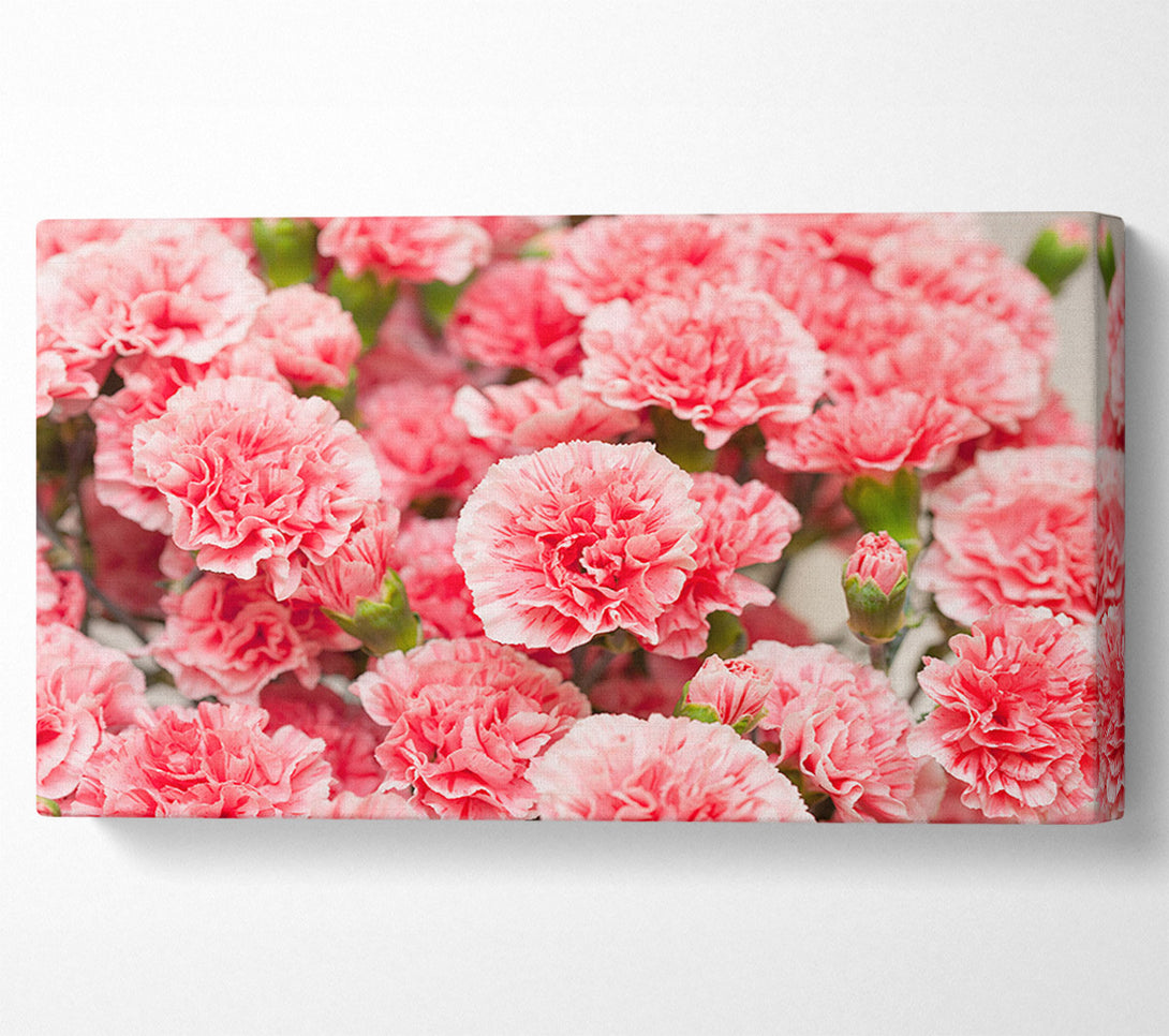 A Canvas Print of Pink floweres of plenty Canvas Print