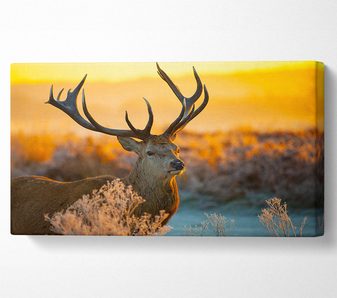  A Canvas Print of Crisp winters stag Canvas Art
