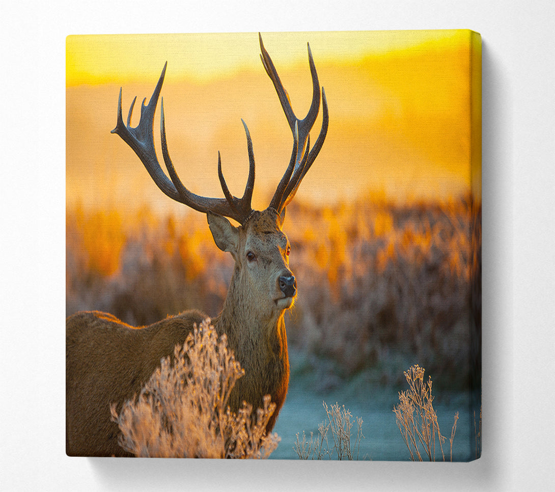  A Canvas Print of Crisp winters stag Canvas Art