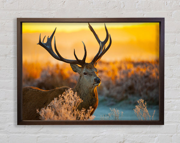 Crisp winters stag Framed Print