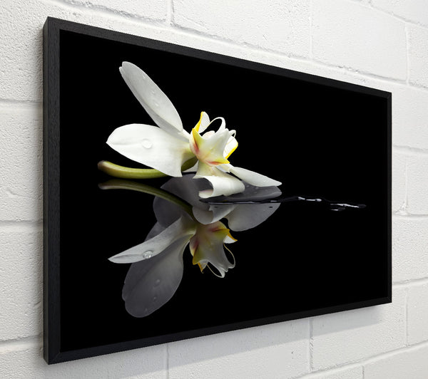 Orchid on black