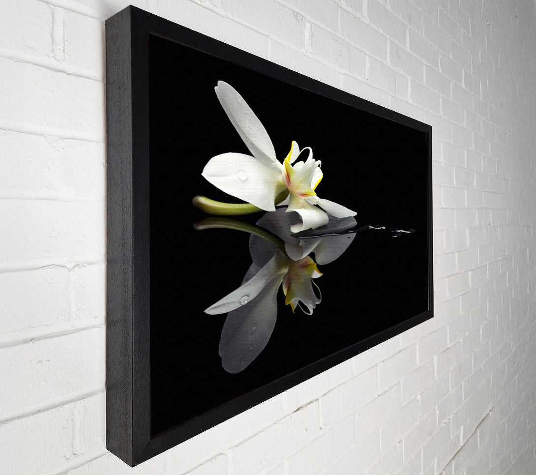  A Canvas Print of Orchid on black Canvas Art