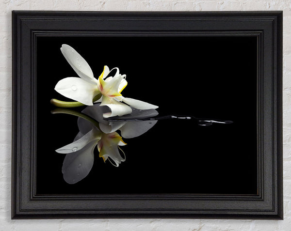 Orchid on black Framed Print